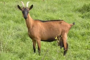 faune, chèvre, cythère