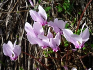 cyclamen