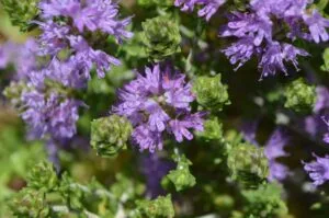 Thymian, Heilkraut