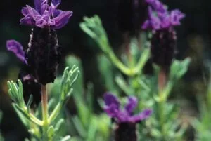 wilder lavendel, agriolevada. kythira heilkräuter