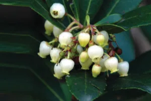 Erdbeerbaum, Heilpflanze