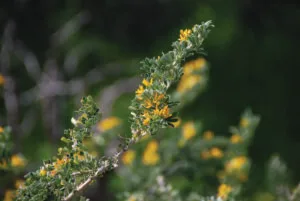 Mondkraut, Heilkraut, Kythera