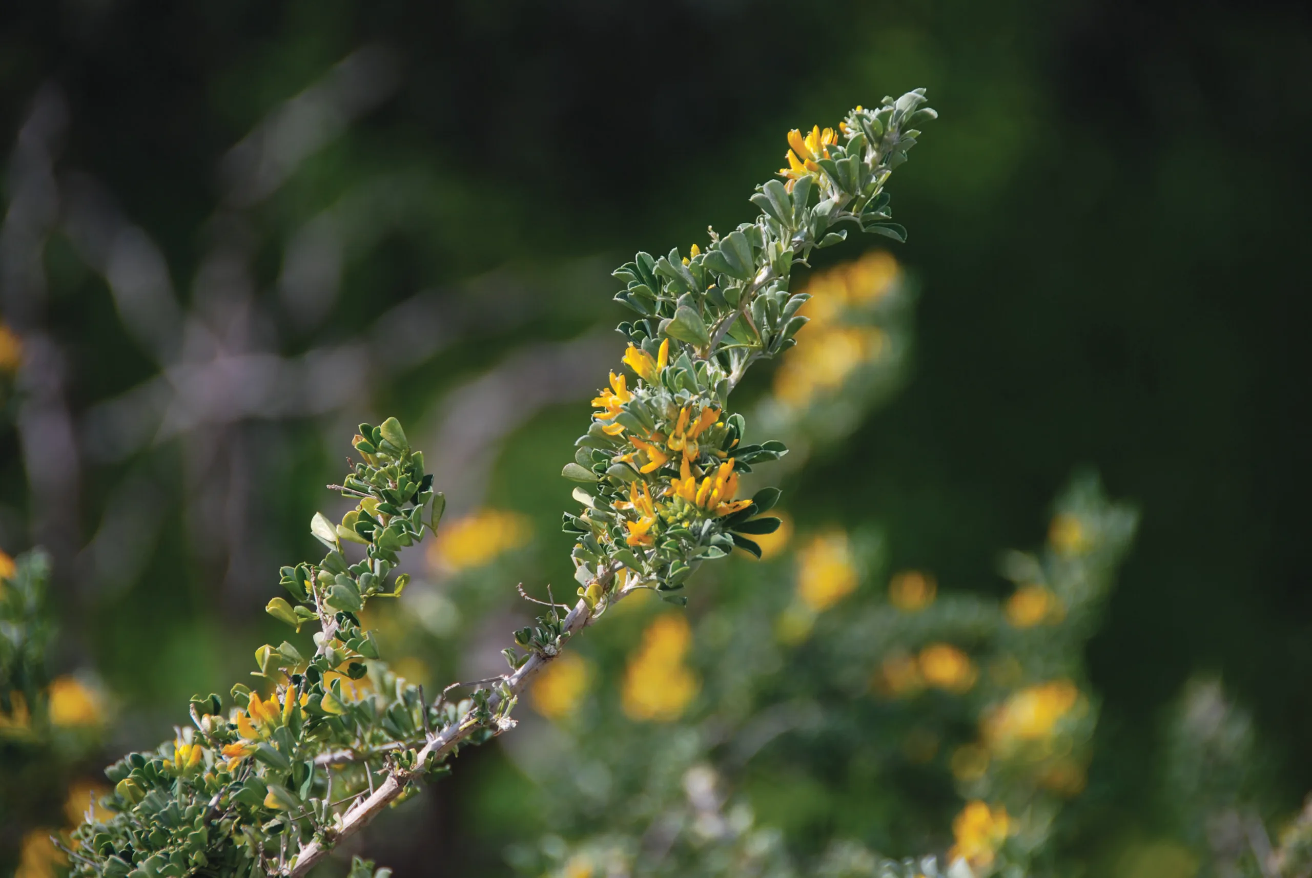 moon trefoil, healing herb, kythera