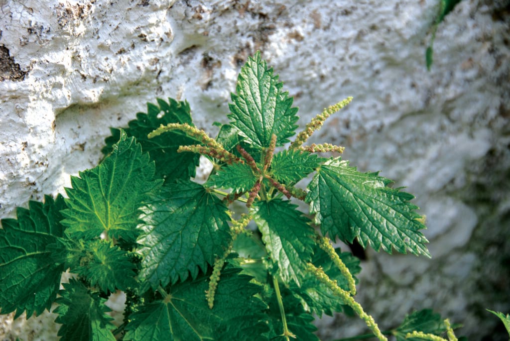 Heilpflanze, Brennnessel, Kythera