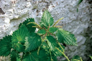 Heilpflanze, Brennnessel, Kythera