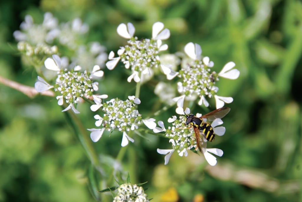 erbe curative kythira, Kafkalithra (Erba mediterranea)