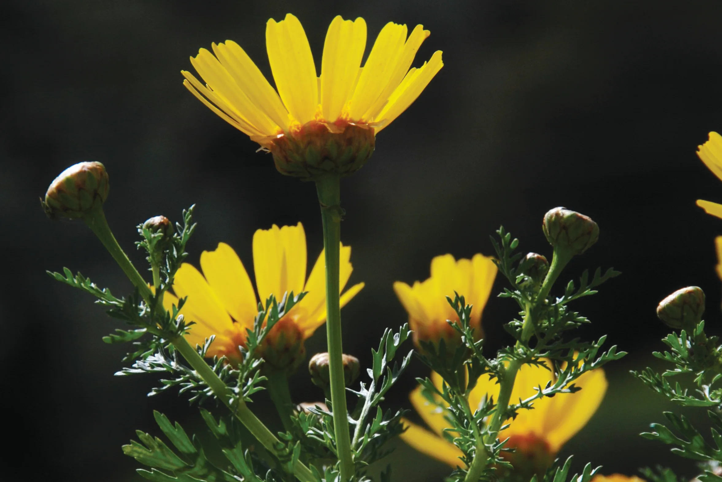 kythira, healiing herbs, mantilida