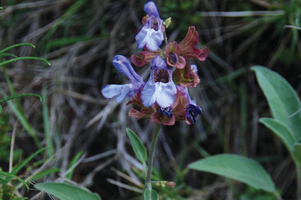 apple sage, kythira healing herb