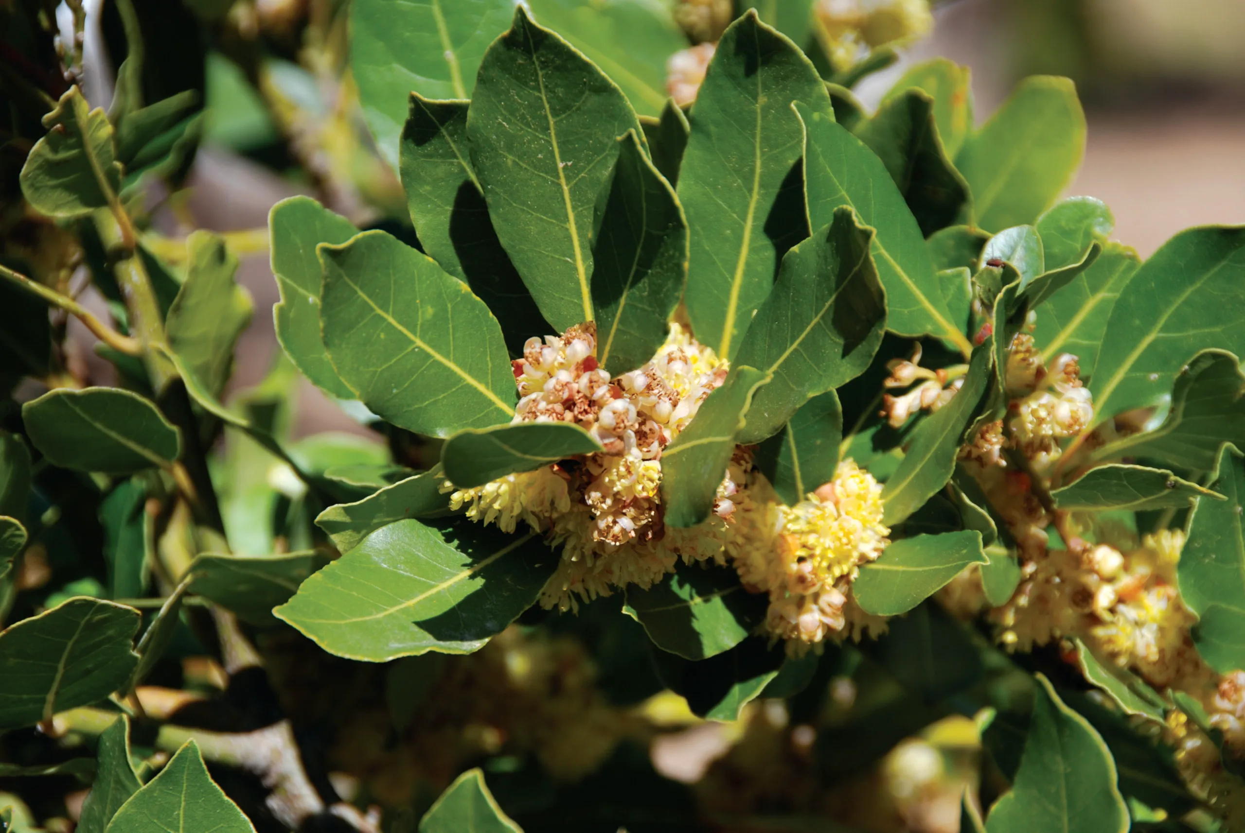 Bay Laurel, kythira, healing herb