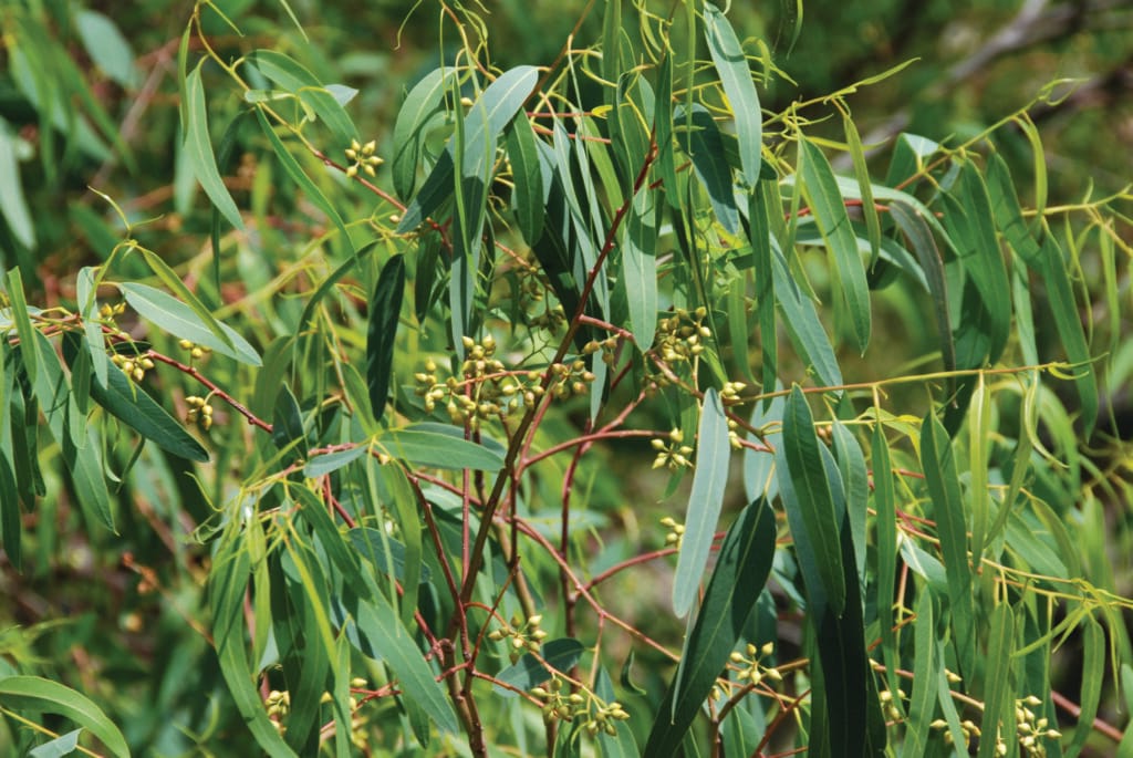 eucalyptus, helend kruid, kythera