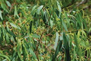eukalyptus, heilkraut, kythera