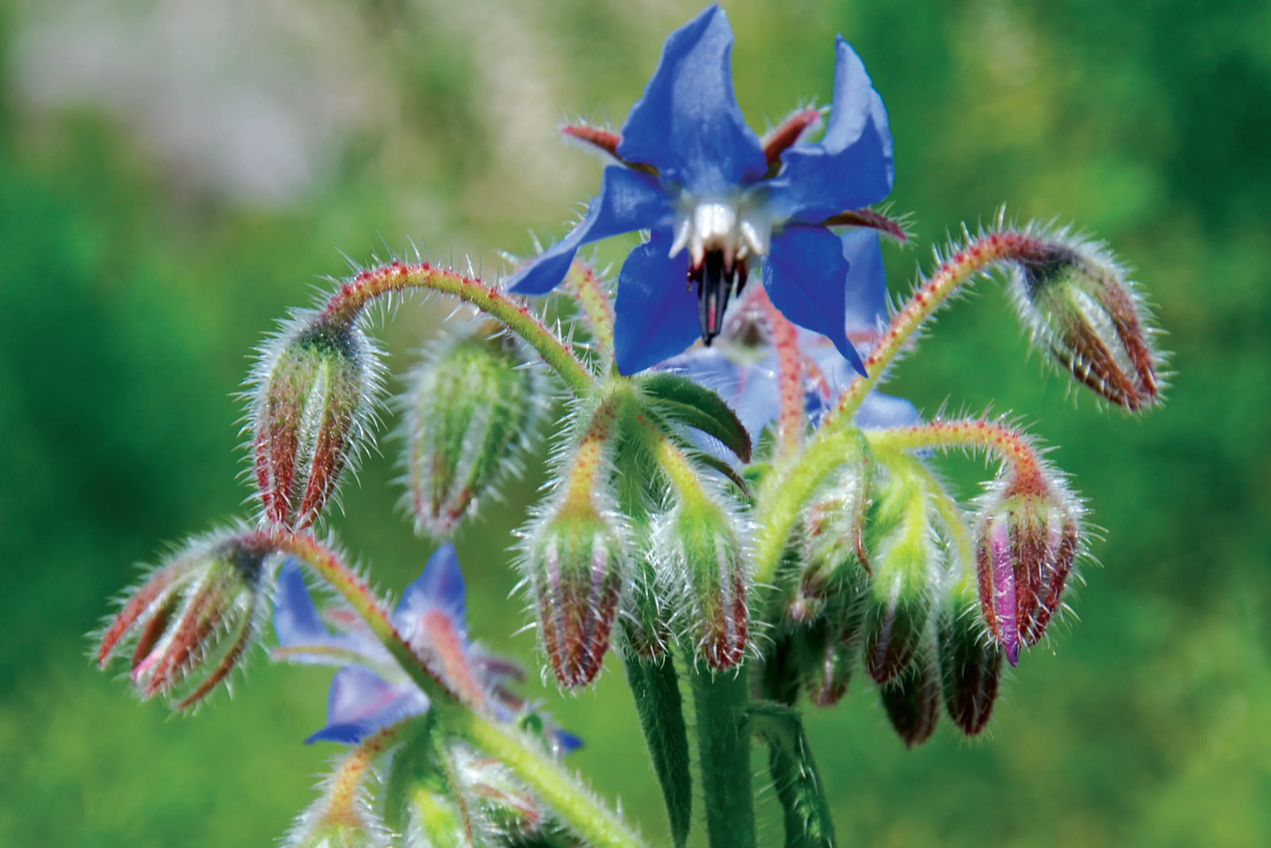 borage, kythira herbs