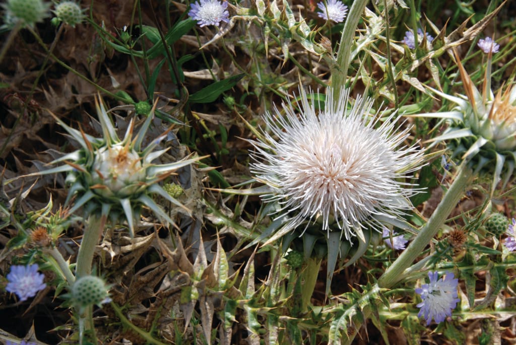 agriagginara, kythera, healing herb