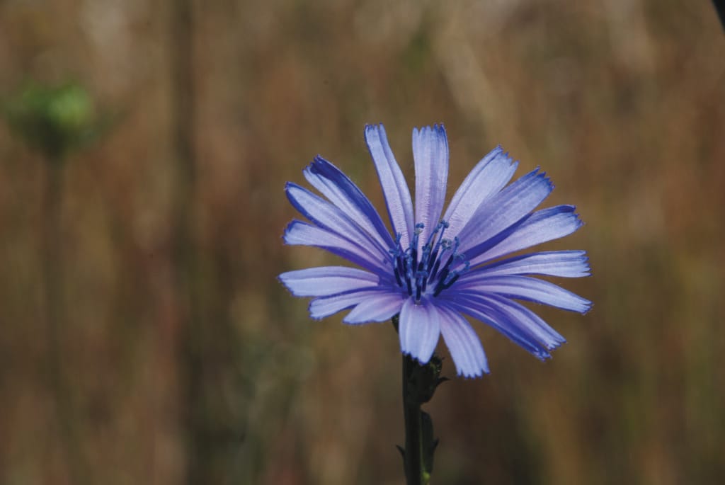chicory, healing herb, kythira
