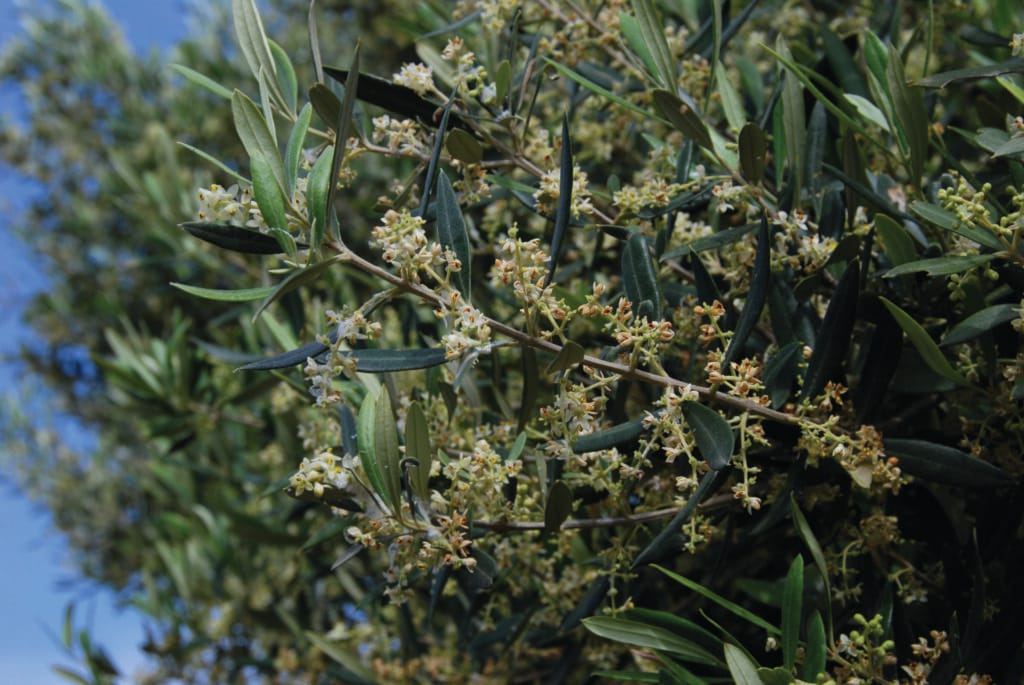 Olive, Kythira, Heilkräuter
