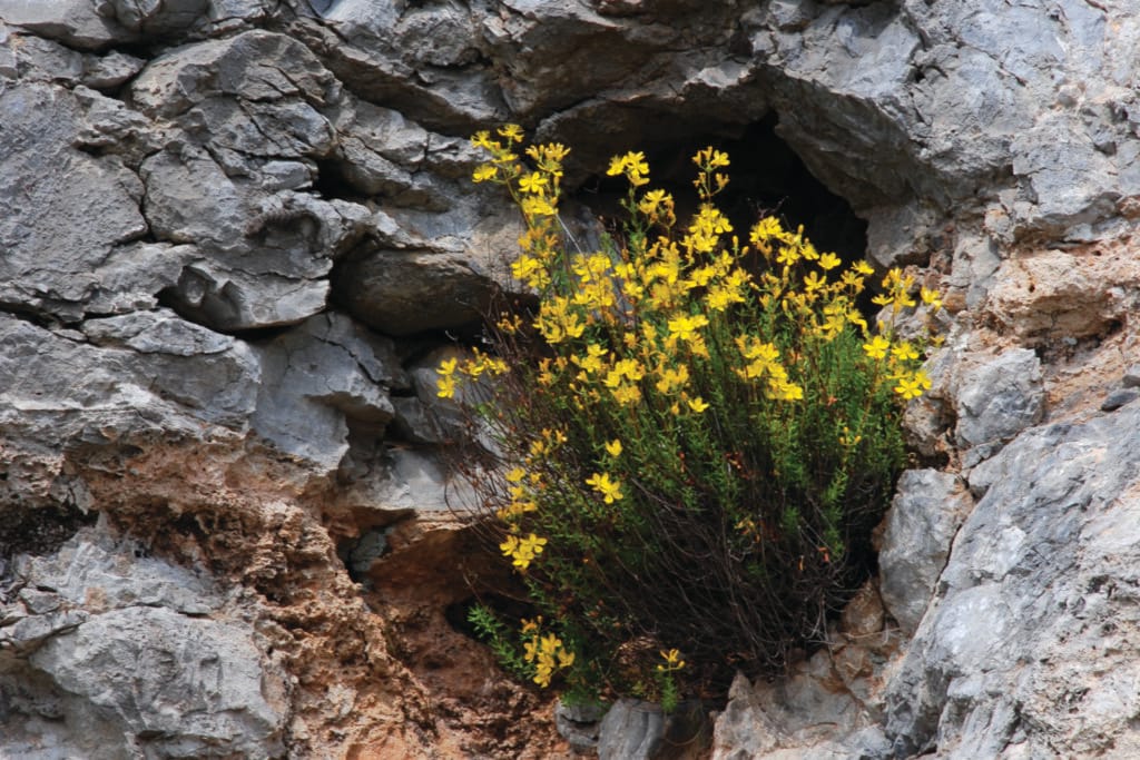 St John’s Wort, healing herb, kythira