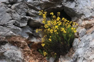 Johanniskraut, Heilpflanze, Kythira