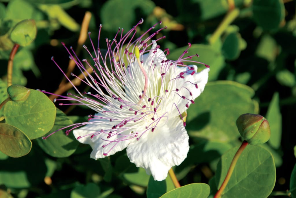 kythira, healing herb, caper