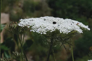 Wilde Karotte, Kythera, Heilpflanze