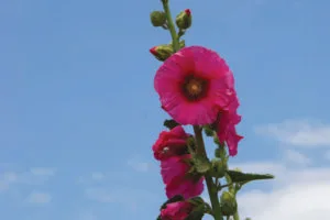 Stockrosen, Heilkraut, Kythira
