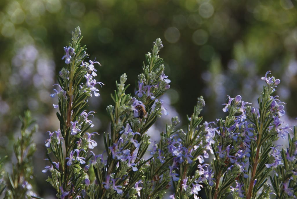 kythira, healing herb, losmari