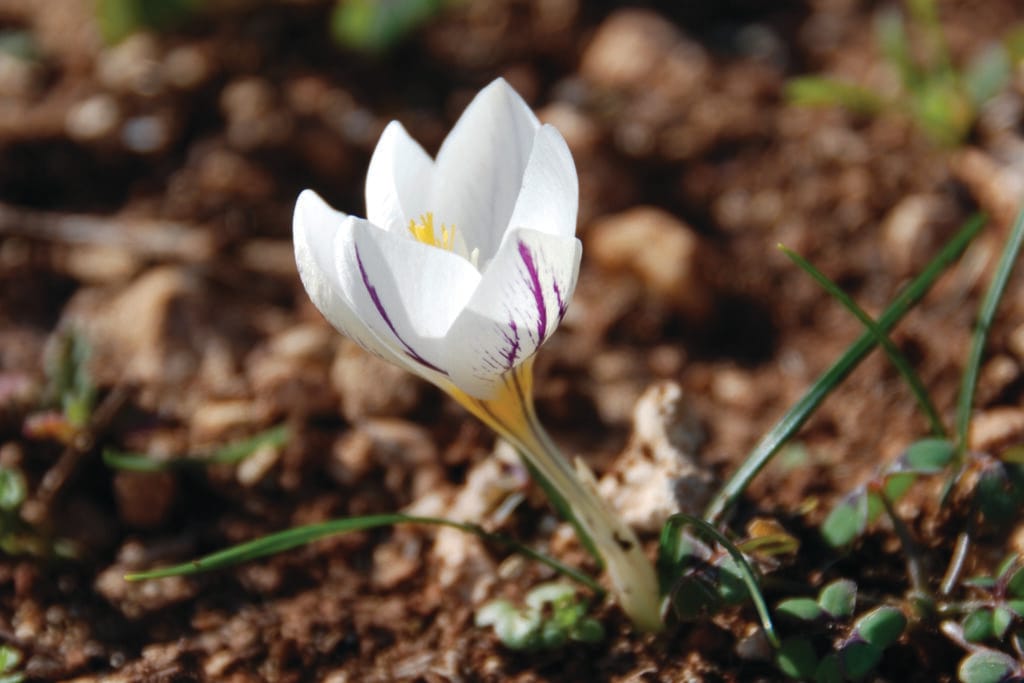Crocus, kythira, erba curativa