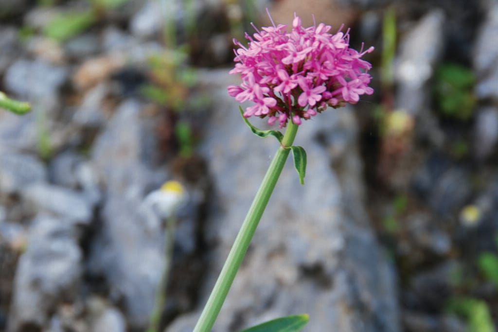 kythera geneeskrachtige kruiden, rode valeriaan
