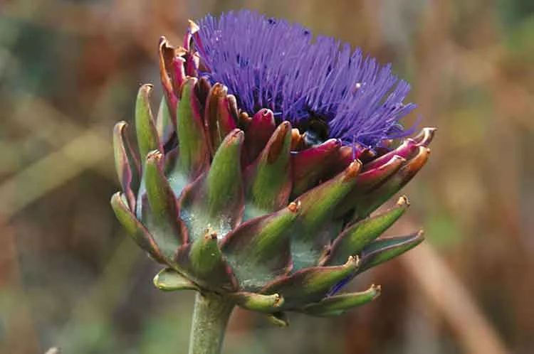 artichoke, healing herb, kythira