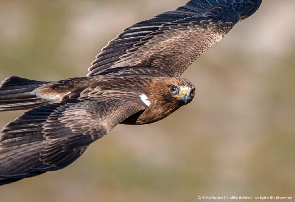 Booted eagle Aquila